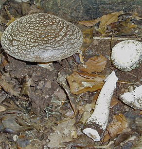 funghi